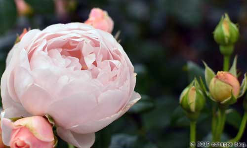 芍薬のようなバラの花