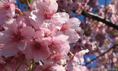 磐田の河津桜