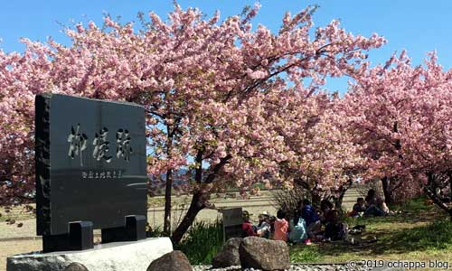 磐田市うさぎ山公園入ってすぐの桜並木