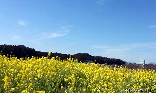 うさぎ山公園から少し歩くと菜の花畑