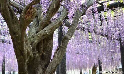 豊田熊野記念公園の長藤