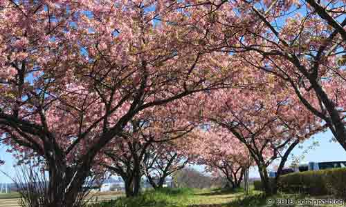 磐田市うさぎ山公園の桜のトンネル