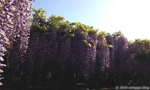 ボリュームのある花をつける熊野の長藤